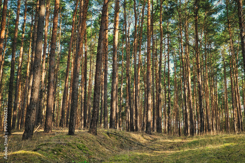Wallpaper Mural Wald - Sonnenstrahlen - Beautiful - Rays - Sunlight - Forest - Green - Silent - Summer - Morning - Landscape - Scenic - Woodland - Nature - Concept - Ecology - Environment	 Torontodigital.ca