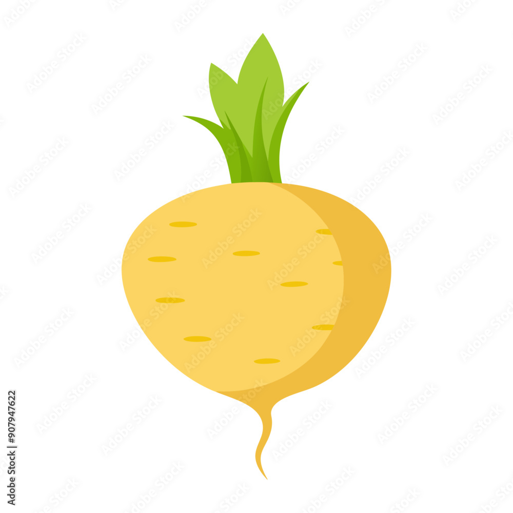 jicama vegetable for cooking meals. A bright element isolated on white for design. Vector illustration jicama vegetable for cooking meals. A bright element isolated on white for design. Vector illustration
