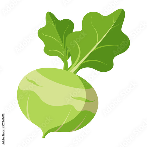 kohlrabi vegetable for cooking meals. A bright element isolated on white for design. Vector illustration