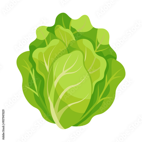 lettuce vegetable for cooking meals. A bright element isolated on white for design. Vector illustration