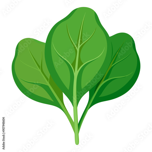 spinach vegetable for cooking meals. A bright element isolated on white for design. Vector illustration