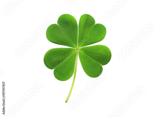 Four leaf clover isolated on transparent or white background