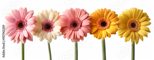 Colorful gerbera daisies on a white background, featuring pink, yellow, and other colors, arranged as a floral border.