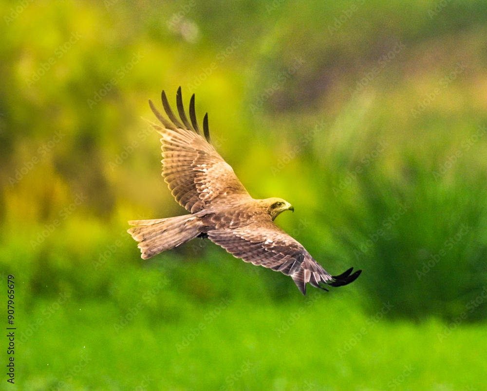 Fototapeta premium close up of an eagle flying against the background of green plants