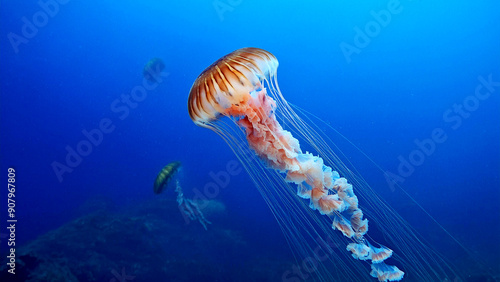 jellyfish swimming gracefully in deep blue water. Ethereal and mesmerizing scene perfect for marine and underwater themes.