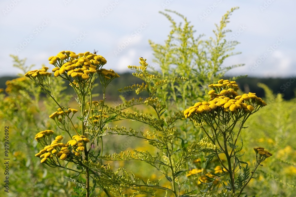 Obraz premium Blooming Tanacetum vulgare (tansy) and Solidago (goldenrods). They are medical plants.