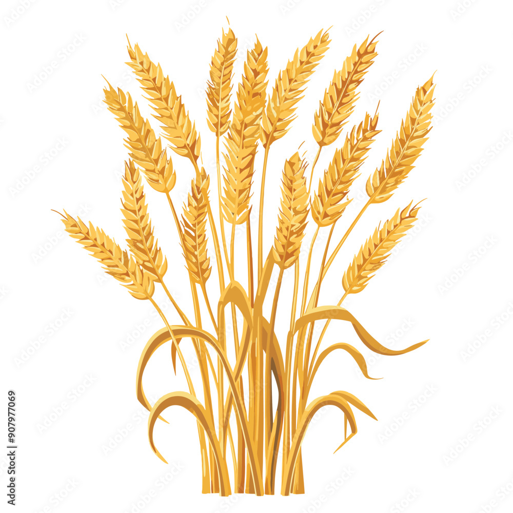 Golden wheat ears growing tall, ready harvest, vector style, isolated white background. Ripe wheat stalks indicate agricultural season, autumn theme, crop production. Detailed illustration suitable