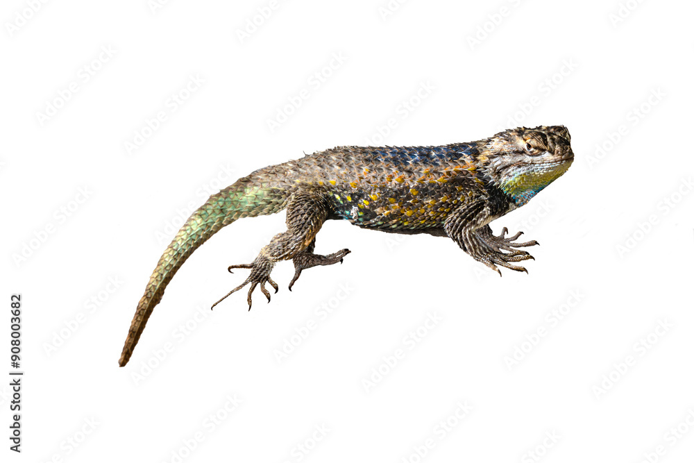 Naklejka premium Yellow-backed Spiny Lizard (Sceloporus uniformis) Photo, on a Transparent. Isolated, Copy Space Background