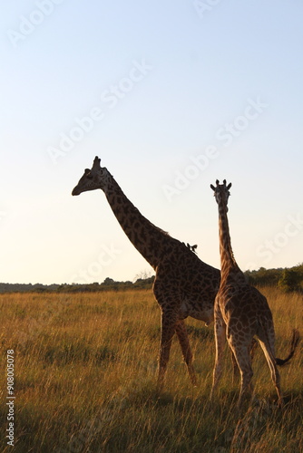 Photography sunrise safari giraffes