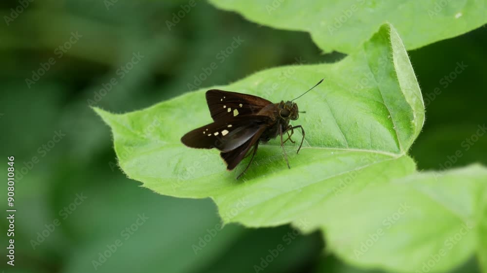 Close up of beautiful butterfly perched on a leaf Close up of beautiful butterfly perched on a leaf