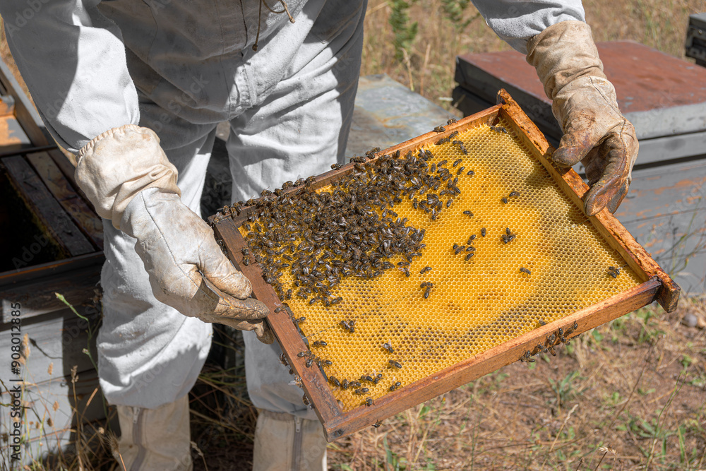 Bees moving trough a honeycomb during the day Bees moving trough a honeycomb during the day