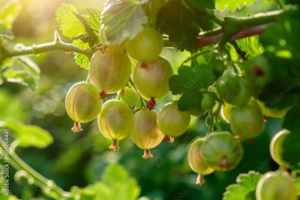 Tender gooseberry on a branch in the garden on a blurred green background, agribusiness business concept, organic healthy food and non-GMO fruits with copy space
Tender gooseberry on a branch in the garden on a blurred green background, agribusiness business concept, organic healthy food and non-GMO fruits with copy space