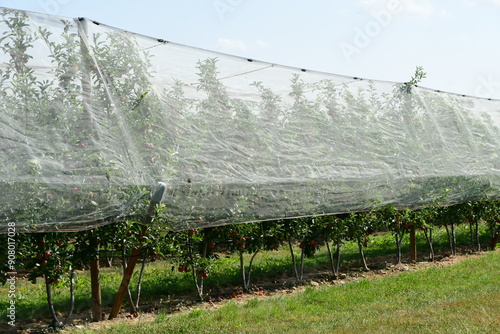 France, Chavanay, Loire. Hail protection for fruit trees.