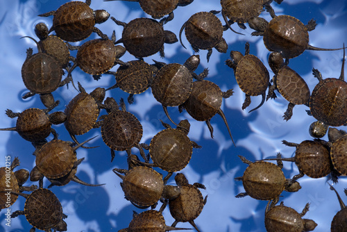A bale of turtles are partying. These little animals are lovely, weird, and interesting. They are also called hatchling.