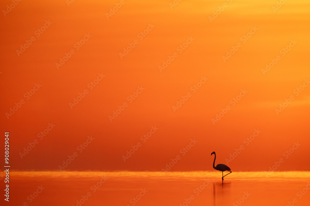 Fototapeta premium Greater Flamingo with dramatic hue in sky and sea during sunrise, Bahrain