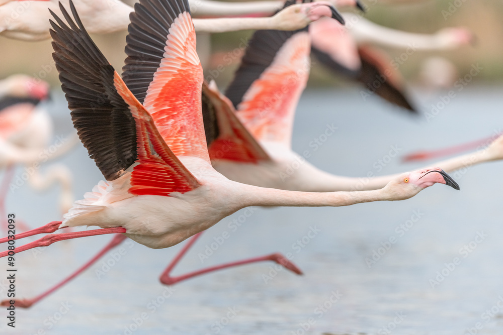 Fototapeta premium Flamingos (Phoenicopterus roseus) taking flight from a pond.