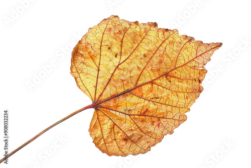 Leaves isolated on white background.