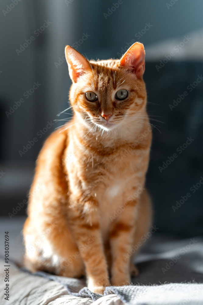 Obraz premium gray tabby cat with green eyes on a sofa under the light of the window