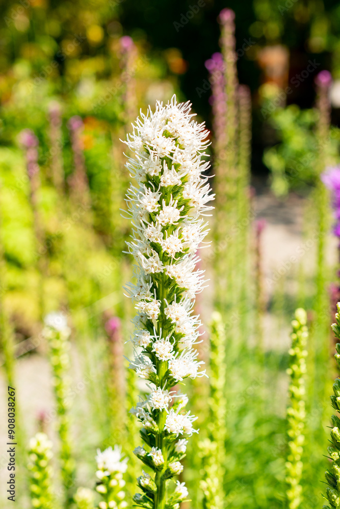 Dense blazing star or Liatris Spicata plant in Saint Gallen in Switzerland Dense blazing star or Liatris Spicata plant in Saint Gallen in Switzerland