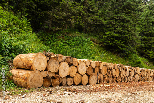 Εκτύπωση καμβά Logs stacked next to dirt road in woods, logging for timber industry