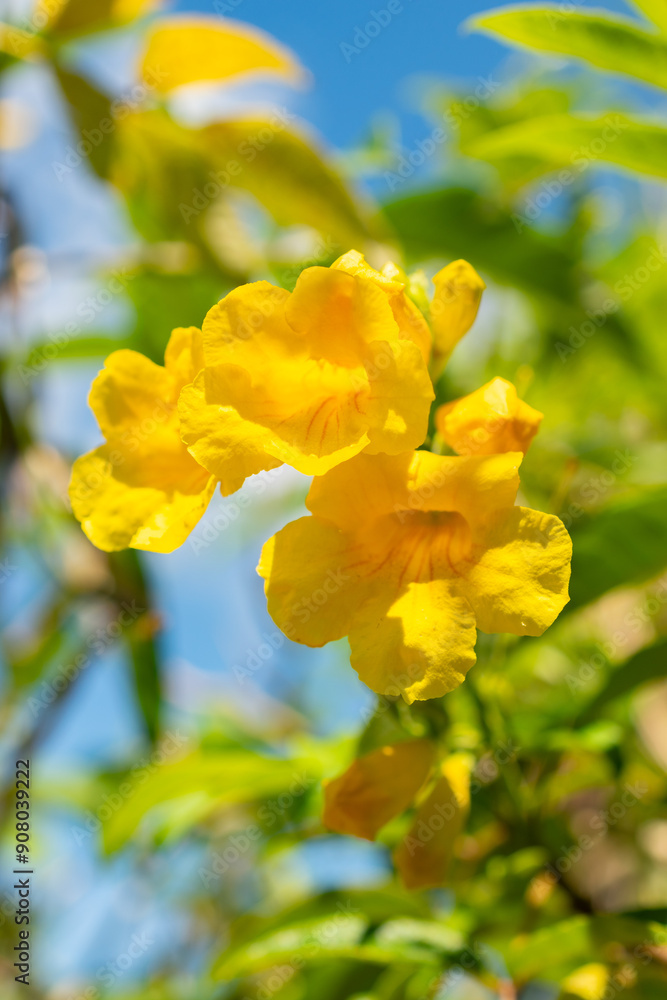 Yellow trumpetbush or Tecoma Stans plant in Saint Gallen in Switzerland Yellow trumpetbush or Tecoma Stans plant in Saint Gallen in Switzerland