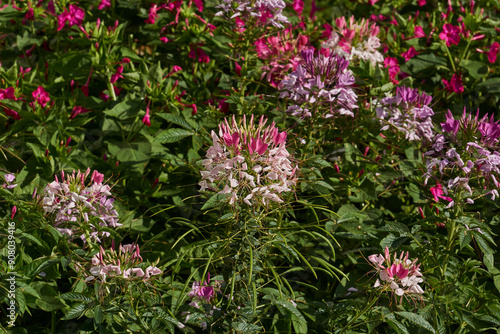 Cleome blooms in the garden. Cleome (lat. Cleome) is a genus of annual or biennial plants of the Cleomaceae family. photo