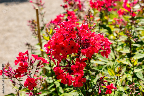 Perennial phlox starfire or Phlox Paniculata plant in Saint Gallen in Switzerland photo