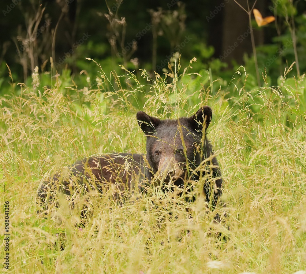Black Bear Cades Cove Great Smoky Mountains National Park Tennessee