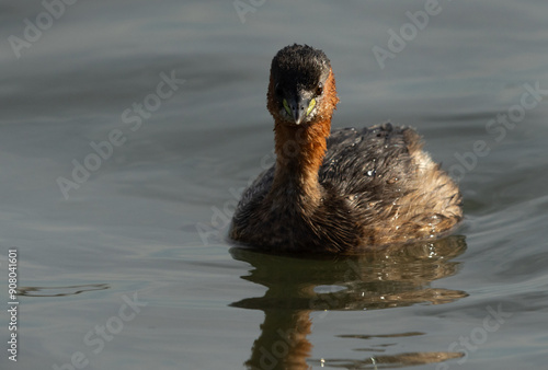 Closeup of a Little grebe at Tubli bay, Bahrain photo