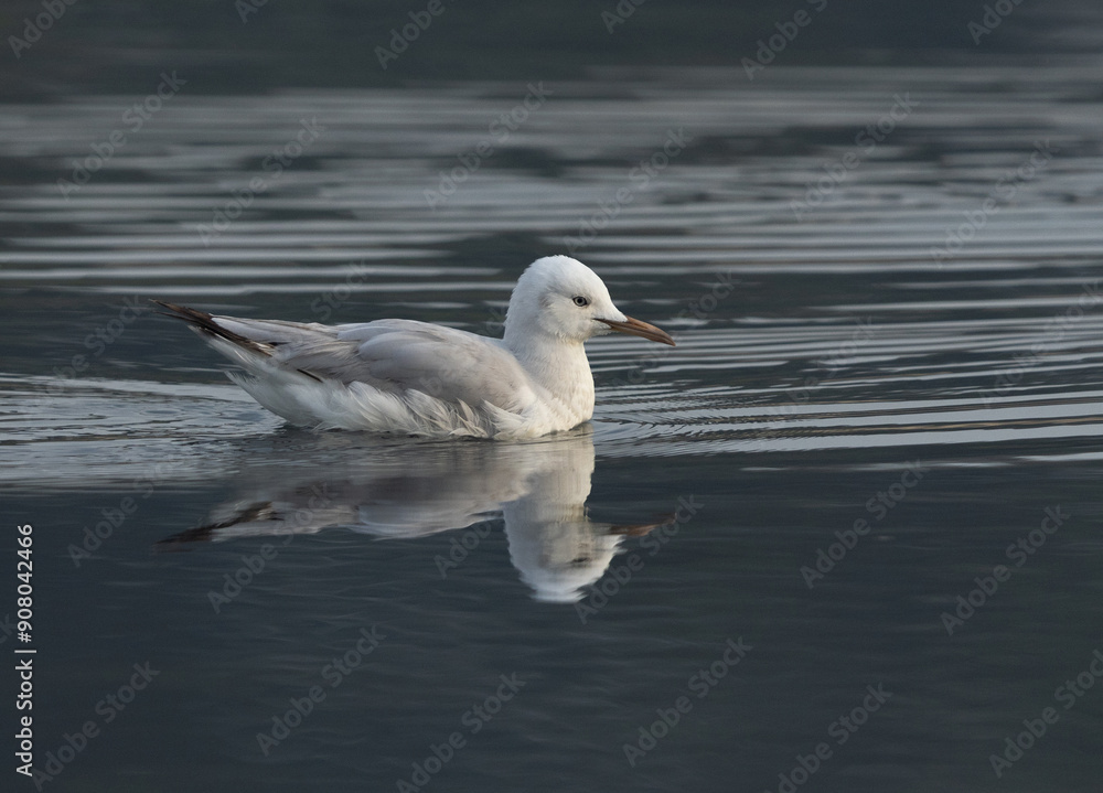 Portraif of a Sender-billed seagull at Tubli bay, Bahrain Portraif of a Sender-billed seagull at Tubli bay, Bahrain