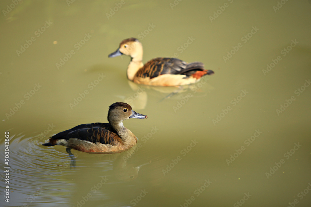 The lesser whistling duck (Dendrocygna javanica), Indian whistling duck or lesser whistling teal The lesser whistling duck (Dendrocygna javanica), Indian whistling duck or lesser whistling teal