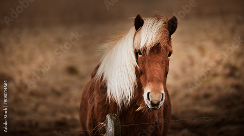 Foto Retrato de caballo islandés