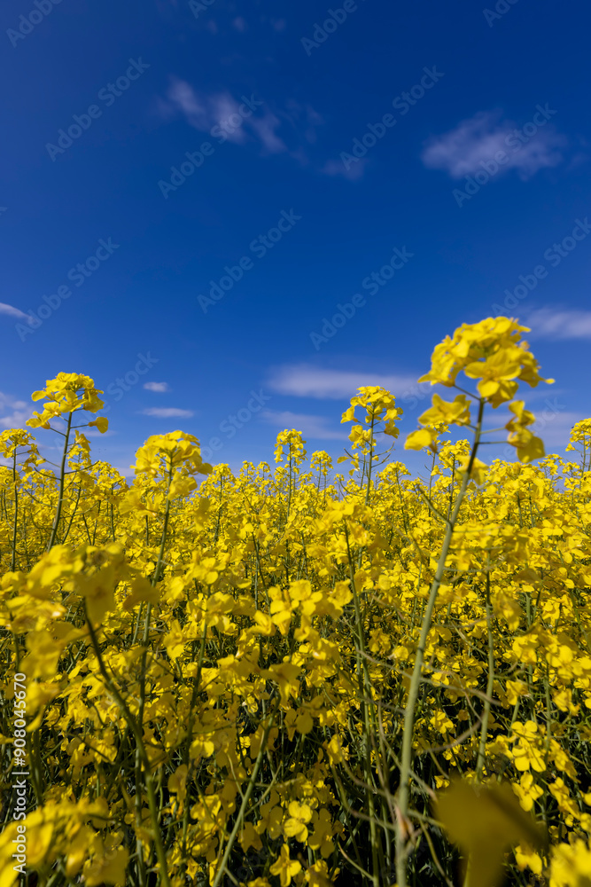 beautiful yellow rapeseed flowers in sunny weather beautiful yellow rapeseed flowers in sunny weather