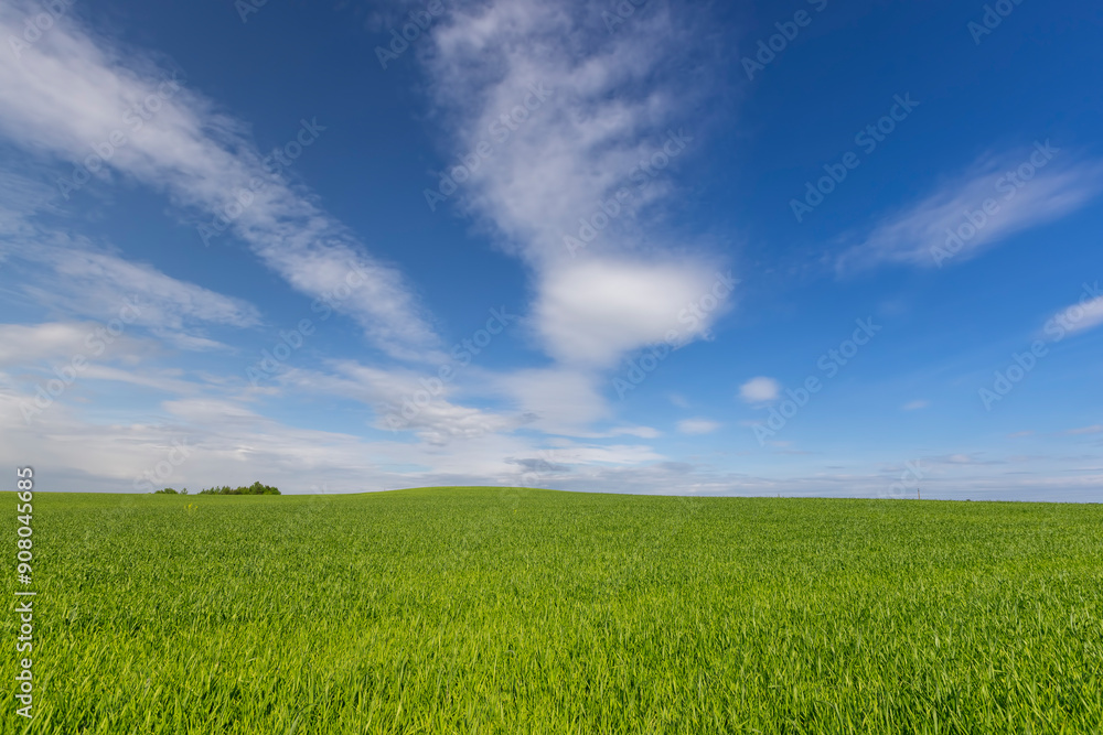 beautiful green wheat sprouts in sunny weather beautiful green wheat sprouts in sunny weather