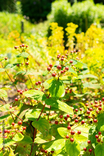 Shrubby Saint Johns wort or Hypericum Androsaemum plant in Saint Gallen in Switzerland