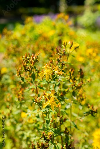 Imperforate Saint John wort or Hypericum Maculatum plant in Saint Gallen in Switzerland photo