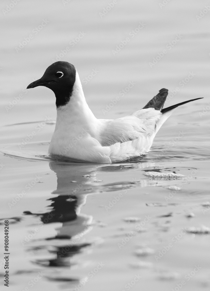 Fototapeta premium Black-headed gull fishing at Tubli bay, Bahrain