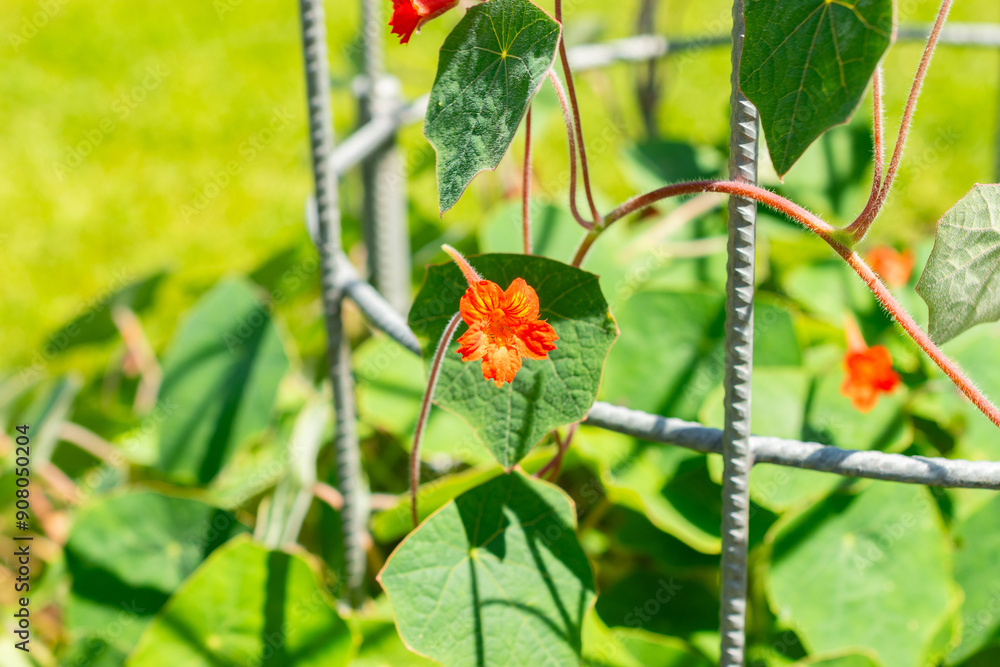 Nasturtium or Tropaeolum Peltophorum plant in Saint Gallen in Switzerland Nasturtium or Tropaeolum Peltophorum plant in Saint Gallen in Switzerland