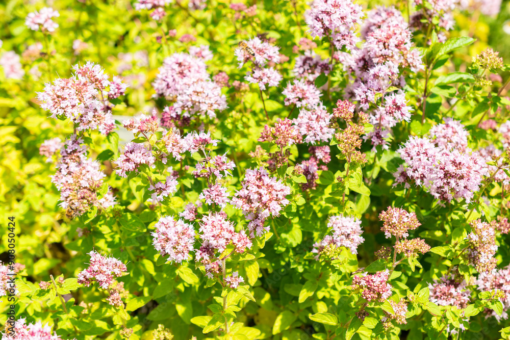 Obraz premium Oregano or Origanum Vulgare plant in Saint Gallen in Switzerland