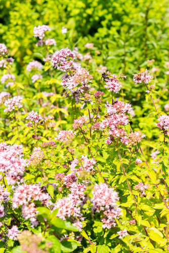 Oregano or Origanum Vulgare plant in Saint Gallen in Switzerland