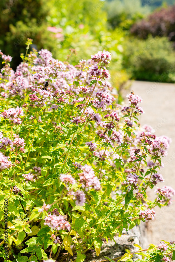 Obraz premium Oregano or Origanum Vulgare plant in Saint Gallen in Switzerland
