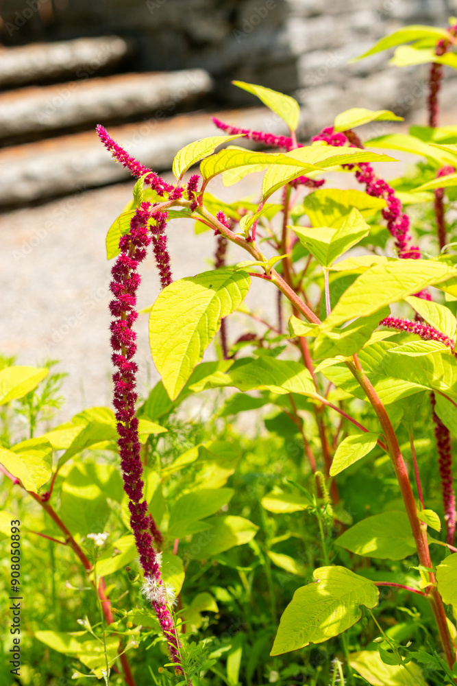 Obraz premium Love lies bleeding or Amaranthus Caudatus plant in Saint Gallen in Switzerland