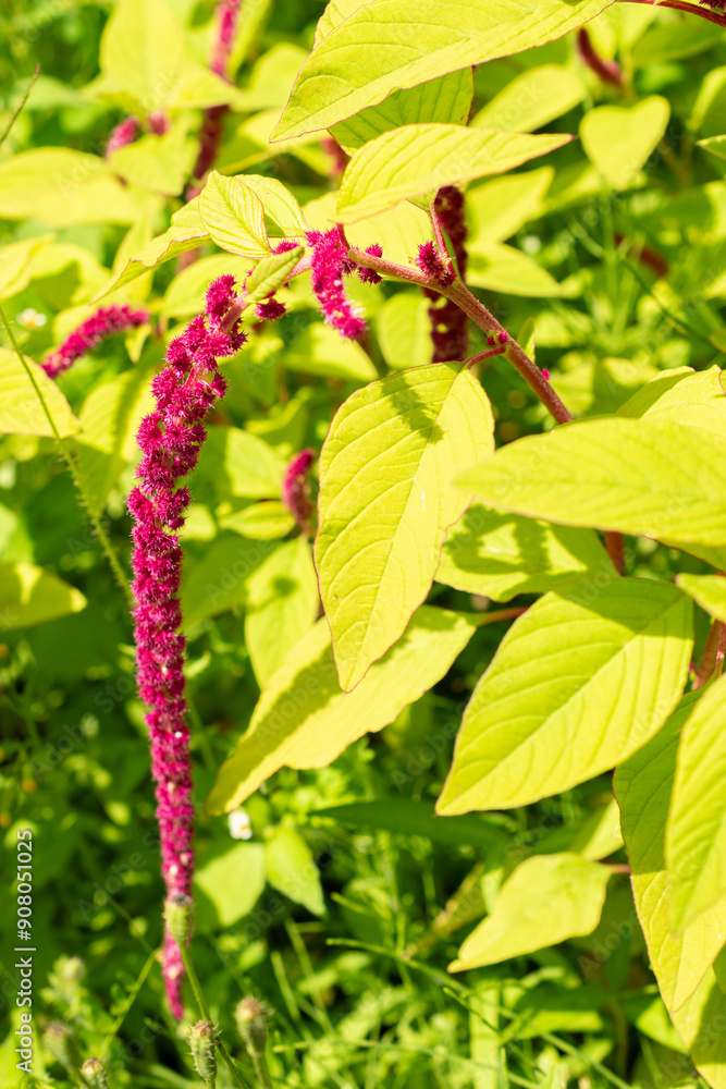 Love lies bleeding or Amaranthus Caudatus plant in Saint Gallen in Switzerland Love lies bleeding or Amaranthus Caudatus plant in Saint Gallen in Switzerland