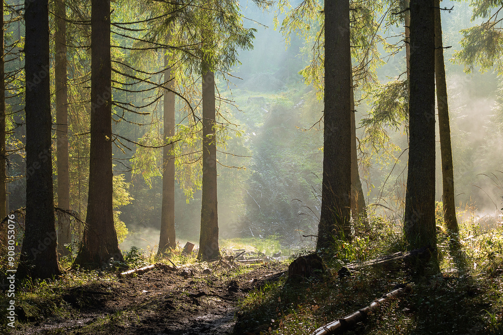 custom made wallpaper toronto digitalmorning haze in the forest