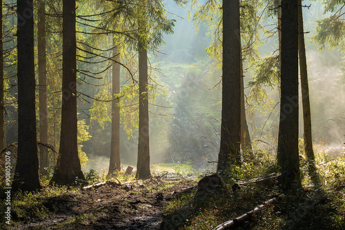 Wallpaper Mural morning haze in the forest Torontodigital.ca