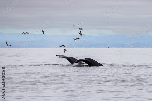 Whale watching in Monterey Bay