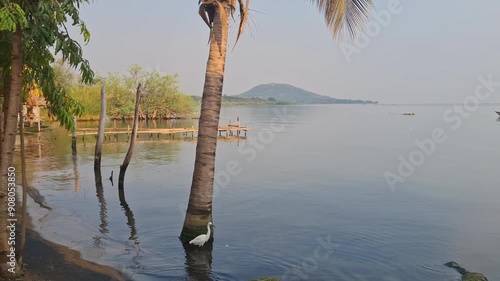  A lone egret wades in the tranquil waters of Lake Victoria, Uganda, as a weathered palm tree stands sentinel against the soft hues of sunrise.
