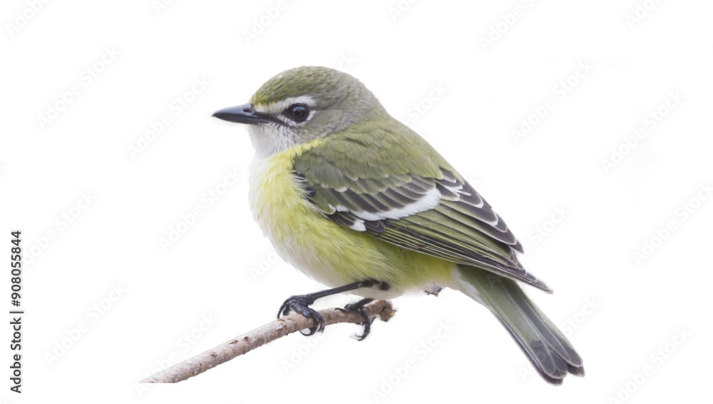 Vireo isolated on white Vireo isolated on white