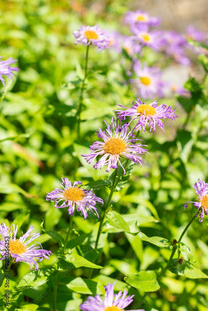 Aspen fleabane or Erigeron Speciosus plant in Saint Gallen in Switzerland Aspen fleabane or Erigeron Speciosus plant in Saint Gallen in Switzerland