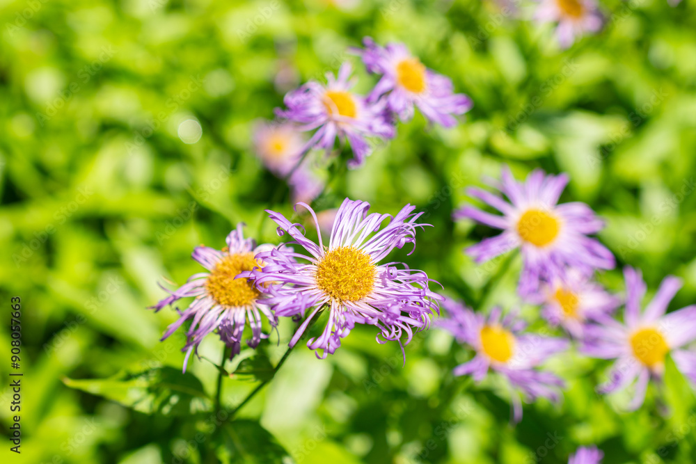 Aspen fleabane or Erigeron Speciosus plant in Saint Gallen in Switzerland Aspen fleabane or Erigeron Speciosus plant in Saint Gallen in Switzerland